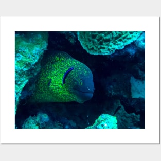 Moray Eel Posters and Art